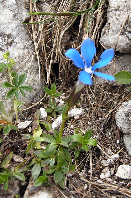 Gentiana verna